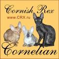 CORNELIAN - питомник кошек корниш-рекс